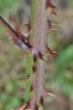 Rubus gracilis