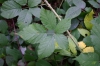 Rubus guttiferus