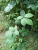 Rubus hadracanthos
