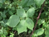 Rubus hadracanthos