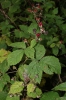 Rubus josefianus