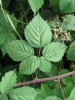 Rubus kletensis