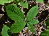 Rubus lividus