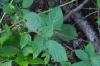 Rubus macrophyllus