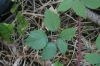 Rubus muhelicus