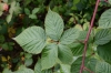 Rubus nessensis subsp. nessensis