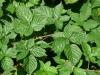 Rubus nessensis subsp. scissoides