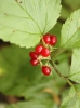 Rubus saxatilis