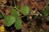 Rubus scaber
