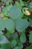 Rubus sylvae-bohemicae