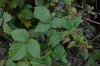 Rubus tabanimontanus