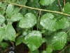 Rubus thelybatos