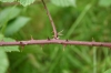 Rubus vestitus