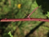 Rubus wahlbergii