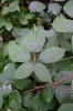 Rubus wimmerianus