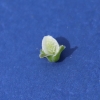 Sanguisorba minor subsp. minor