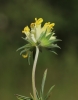 Anthyllis vulneraria subsp. pseudovulneraria