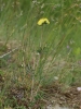 Anthyllis vulneraria subsp. pseudovulneraria