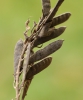 Cytisus nigricans