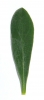 Cytisus procumbens