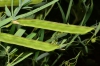 Lathyrus latifolius