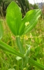 Lathyrus latifolius