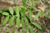 Lathyrus niger