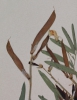Lathyrus pannonicus subsp. collinus