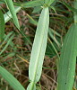 Lathyrus sylvestris