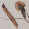 Lathyrus tingitanus