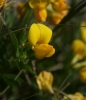 Lotus borbasii