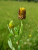 Trifolium badium