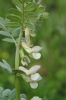 Vicia pannonica subsp. pannonica