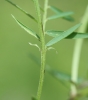 Vicia tenuifolia