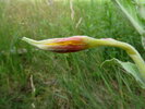 Oenothera depressa