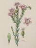 Linum hirsutum subsp. hirsutum