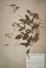 Erodium gruinum