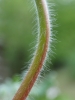 Geranium molle