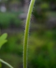 Geranium molle