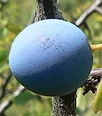 peckovice_Prunus_spinosa.jpg