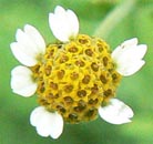 trubkovitá koruna - Galinsoga parviflora